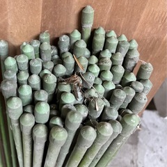 園芸支柱　約75cm  約100本の画像