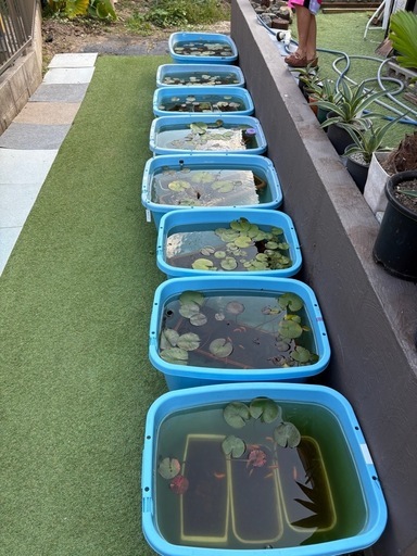 メダカ、金魚フルセット