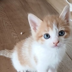 ４匹兄妹、茶白の尾長くん