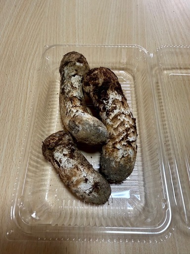 下伊那産 松茸