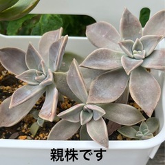 朧月 葉挿し🌱発芽済みの画像