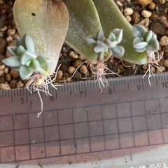 朧月 葉挿し🌱発芽済みの画像