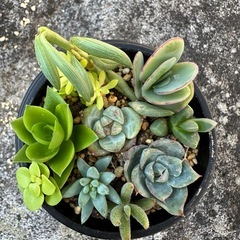 多肉植物コーヒーカップ寄せ植えの画像