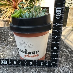 多肉植物コーヒーカップ寄せ植えの画像