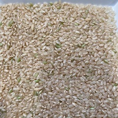 一時停止します❗️令和7年度産 新米まっしぐら玄米の画像
