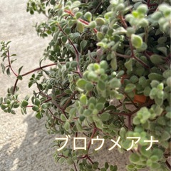 朧月 葉挿し🌱発芽済みの画像