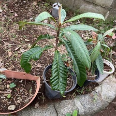 オリヅルランと琵琶苗の画像