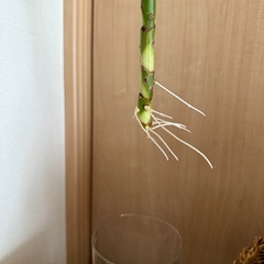 ドラセナ水栽培1本の画像