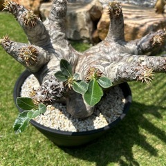 希少　パキポディウム　ホロンベンセ　現地球　発根済み　極上　特大サイズ値下げ中！の画像