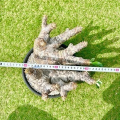 希少　パキポディウム　ホロンベンセ　現地球　発根済み　極上　特大サイズ値下げ中！の画像