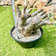 希少　パキポディウム　ホロンベンセ　現地球　発根済み　極上　特大サイズ値下げ中！の画像