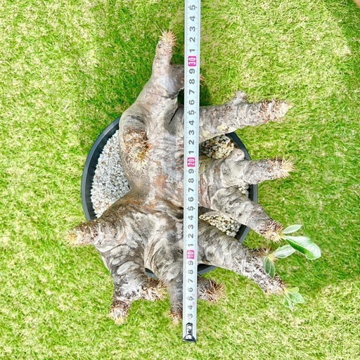 希少　パキポディウム　ホロンベンセ　現地球　発根済み　極上　特大サイズ値下げ中！