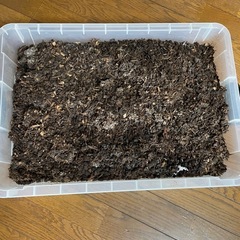 カブトムシの糞の画像