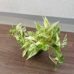 観葉植物　まとめ売りの画像