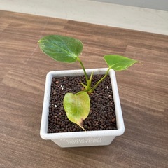 観葉植物　まとめ売りの画像