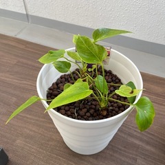 観葉植物　まとめ売りの画像