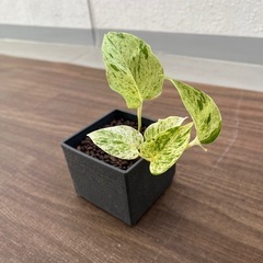 観葉植物　まとめ売りの画像