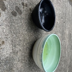メダカ　　
の画像