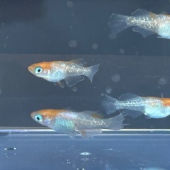 ハイビスカスメダカ　2ペア　ラスト1セットの画像