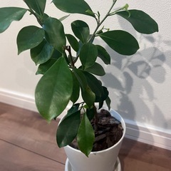 観葉植物　挿し木　ガジュマルの画像