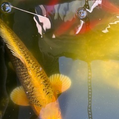 錦鯉と金魚の画像