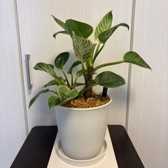 観葉植物　フィロデンドロン　バーキン　鉢植えの画像