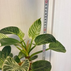 観葉植物　フィロデンドロン　バーキン　鉢植えの画像