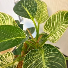 観葉植物　フィロデンドロン　バーキン　鉢植えの画像