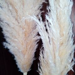 【追加でお得】パンパスグラス（大）の画像