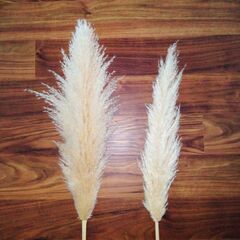 【追加でお得】パンパスグラス（大）の画像