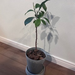 観葉植物　挿し木　ガジュマルの画像