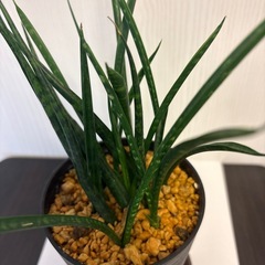 観葉植物　サンスベリア　ミカド　鉢植えの画像