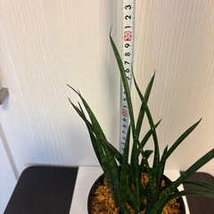 観葉植物　サンスベリア　ミカド　鉢植えの画像