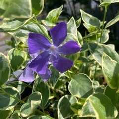 斑入り　ニチニチソウの画像