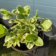 斑入り　ニチニチソウの画像