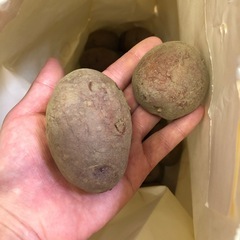 赤じゃが　10個の画像