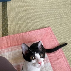 白黒の女の子の子猫