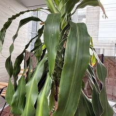 ドラセナ（幸福の木）高さ130cm お譲りします🌿 の画像