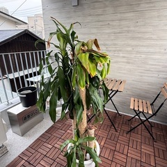 ドラセナ（幸福の木）高さ130cm お譲りします🌿 の画像