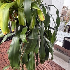 ドラセナ（幸福の木）高さ130cm お譲りします🌿 の画像