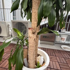 ドラセナ（幸福の木）高さ130cm お譲りします🌿 の画像