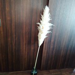 【追加でお得】パンパスグラス（大）の画像