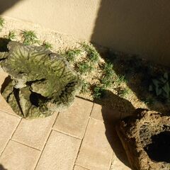 苔盆栽用　苔玉用　黒色溶岩石鉢。の画像