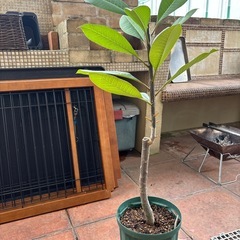 お取引き中です★プルメリア濃いピンク★2年生苗木の画像