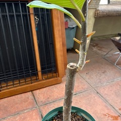 お取引き中です★プルメリア濃いピンク★2年生苗木の画像