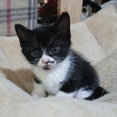 ４匹兄妹、活発な黒白ちゃん