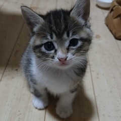 ４匹兄妹、ぽっちゃりキジシロちゃん