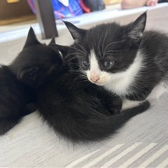 黒猫2歳➕仔猫4匹の里親さん募集します。