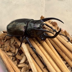 アトラスオオカブト幼虫の画像