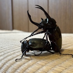 アトラスオオカブト幼虫の画像